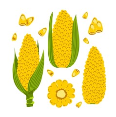 Sweet organic corncob vector set isolated on white background