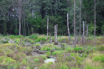 swamp in the forest	