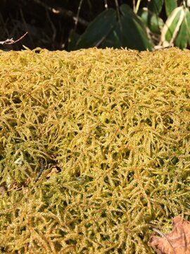 Lichen and Moss in A Japanese Forest