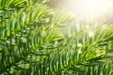 Coniferous forest. Background with bright spruce branches. Sunlight