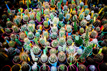 Kolorowe kaktusy - obrazy, fototapety, plakaty