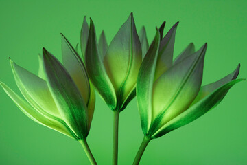 tulips on a green background; three flowers close-up; green buds.