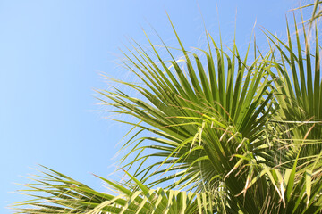 Palm trees in Turkey. Background from tropical trees. Palm tree against blue sky .Tropical plant. Exotic travel. Green branches of a Palm tree. Tropical leaves texture close up background. 