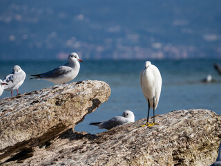 Henron on Lake Garda water edge