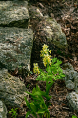 Brunnera macrophylla. Large green leaves and inflorescences with small blue flowers have formed continuous thickets.