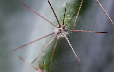 close up of a cactus