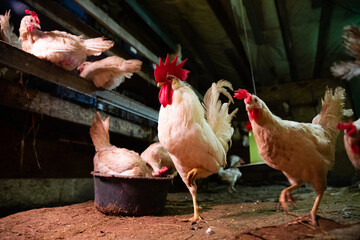 A rooster and chickens in a chicken coop