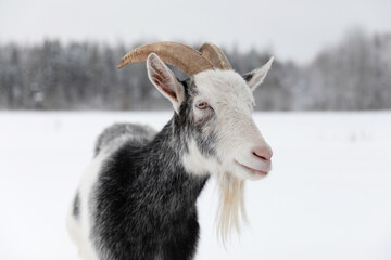 A goat walks on a farm in winter