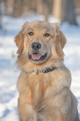 Winter portrait of young gorgeous domestic golden retriever dog in a snow covered forest with golden light