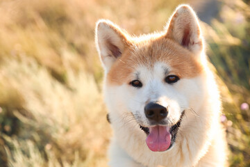 Cute Akita Inu dog on walk outdoors, closeup