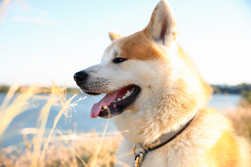 Cute Akita Inu dog on walk outdoors, closeup