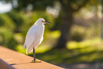 Snowy egret (Egretta thula) stands  on the bridge railing. Wildlife photography.