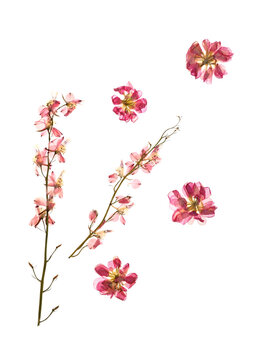 Dried pressed flowers on white background