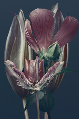 flower buds on a dark background, floral background, abstract tulips.