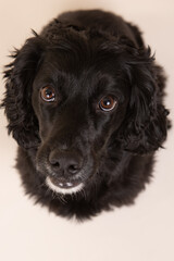 black English spaniel dog portrait