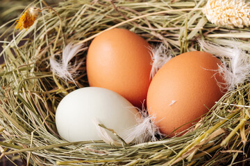 White and brown chicken eggs in a grass nest on a brown background