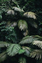 fern in the forest