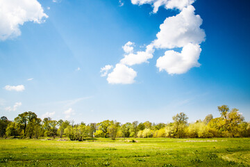 Intensywnie zielona łąka i błękitne niebo z białymi chmurami - obrazy, fototapety, plakaty