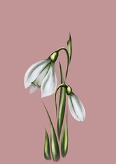 snowdrop flower isolated on white