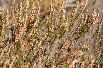 Erica scoparia L. Bruyère à balais, Brande