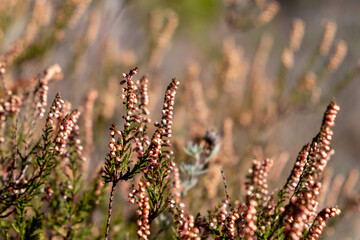 Erica scoparia L. Bruyère à balais, Brande