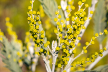 Obraz premium Mimosa