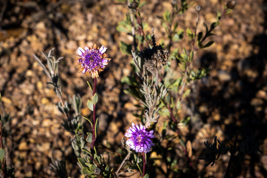 「Globulaire」の写真素材 98件の無料イラスト画像 Adobe Stock