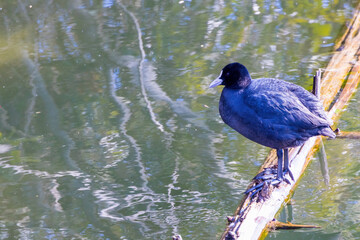 倒木にとまるオオバン