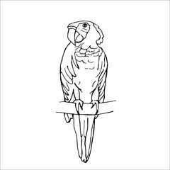 Single element parrot in doodle style.  Hand drawn vector illustration.
