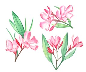 Oleander pink flowers with leaves watercolor illustration.