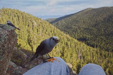 bird in the mountains