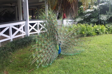 Obraz premium peacock in the park