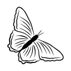 Contour drawing of a butterfly on a white background. Doodle style. A design element.