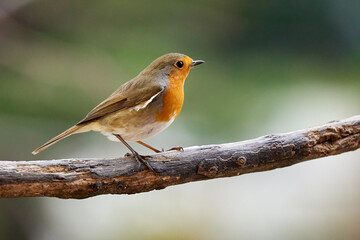 Robin