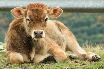 Fototapeta premium Photo