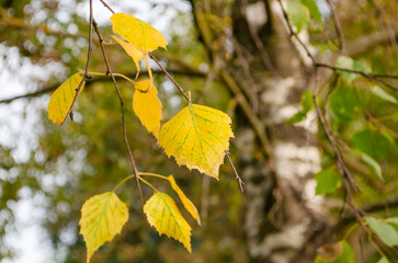 Bright yellow leaves of autumn birch. Symbol of decay and loneliness and sadness