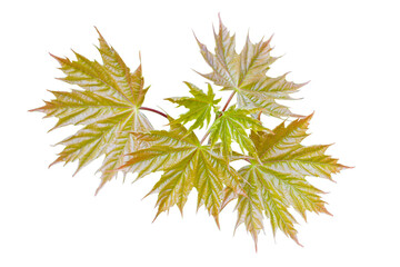 Only blooming young light green maple leaves on a white background