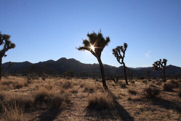 joshua tree national park