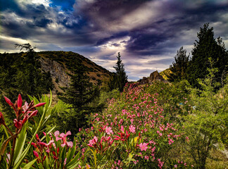 Fototapeta premium flowers in the mountains