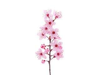 Pink cherry blossom in spring isolated on white