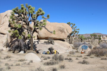 joshua tree national park
