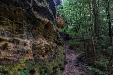 Forest trails in the foothills of the Elbe Sandstone Mountains. Saxony Switzerland. Germany