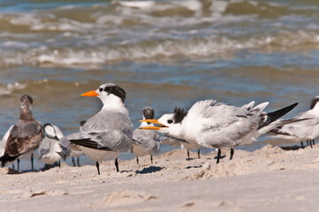 front view, close distance of royal tern squalking at another tern, on a sandy, tropical, beach, shoreline 