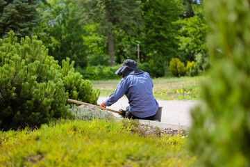 Naklejka na ściany i meble Female gardener in a black hat with wide brim works in a garden with lush vegetation in spring or summer day. A woman is landscaping in a botanical garden, park. Trees, bushes, bright green lawn.