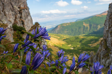 Beautiful flora of the Ukrainian Carpathians. Delicate blue flowers in the mountains. Close-up. Place for text