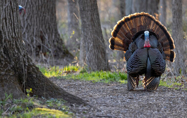 Close up shot of Domestic Turkey bird in the woodland