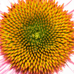 Extreme close up shot of Cone flower details