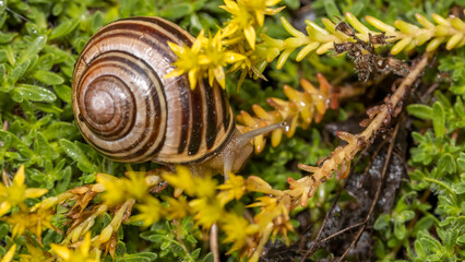 Close up shot of snail on the plant