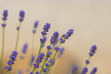 Close up shot of lavender flowers, selective focus