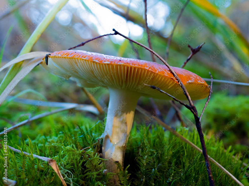 Poster A selective focus shot of wild mushroom in the forest